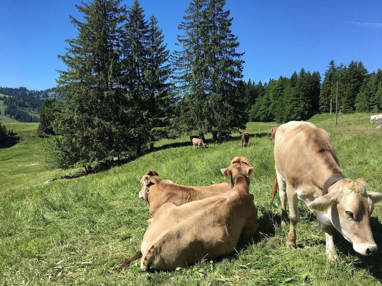Appartement Nr 19, Alpenappartementhaus, Oberstaufen-Steibis, Allgaeu, Oberstaufen Plus מראה חיצוני תמונה